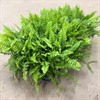 NEPHROLEPIS 12 CM BOSTON BLUE BELL